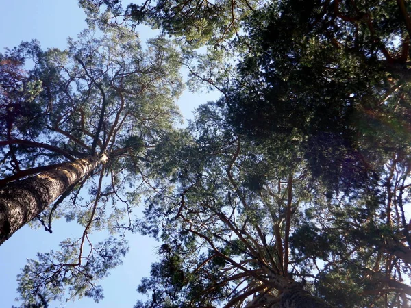 Ağaçların tepesine bakarak yalan yere, bir fotoğraf ormandan yapılan
