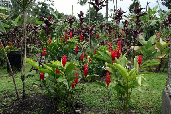 Ένας Κήπος Στην Κόστα Ρίκα Εικόνα Αρχείου