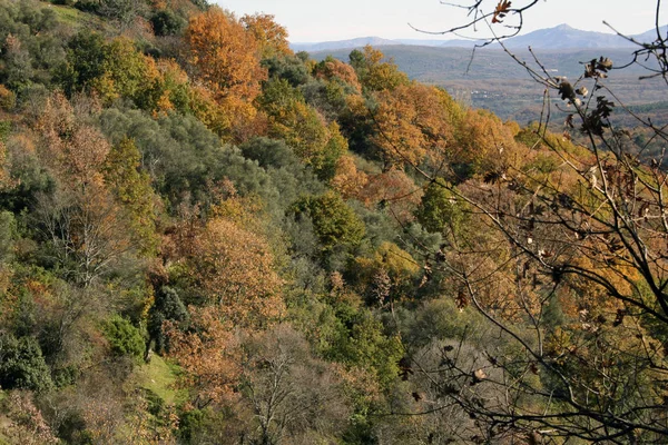 Aralık ayında sonbahar renkleri