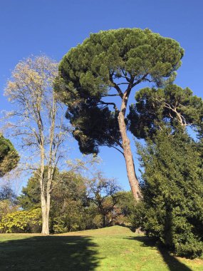 Güneşli bir günde yüksek çam ağacı