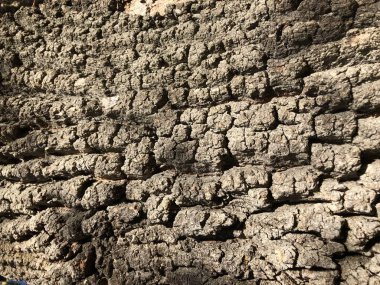 Ağaç kabuğu yakın.