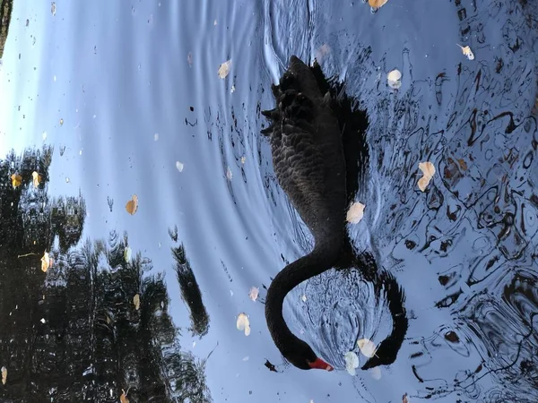 Black Swan Looking Mirror — Stock Photo, Image