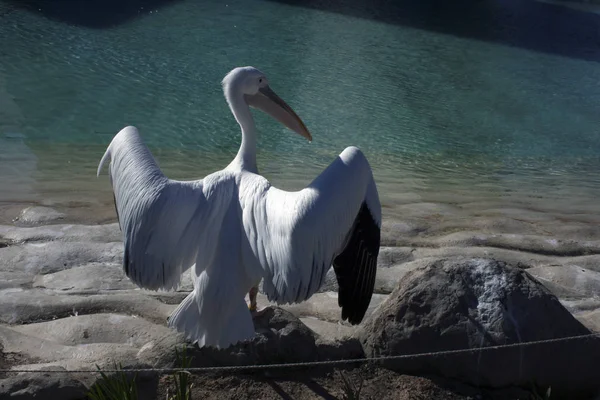 Pelikan uçmaya hazır