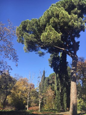 Yüksek çam ağacı Madrid