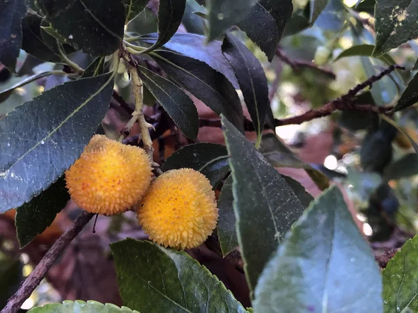 Ağaçtaki portakal meyveleri