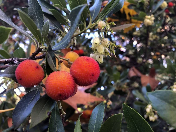 Früchte Einem Baum — Stockfoto