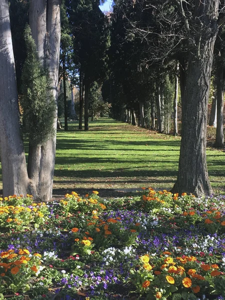 Camino Entre Los Árboles Imágenes De Stock Sin Royalties Gratis