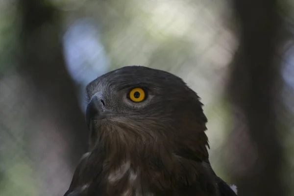 Açgözlü kuş yakın çekim