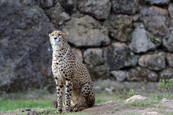 Waarschuwing Cheetah Het Park — Stockfoto