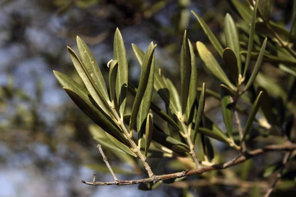 kadar yakın yeşil yapraklar