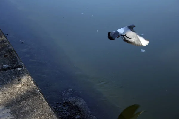 Latające Gołębie Ucieka — Zdjęcie stockowe