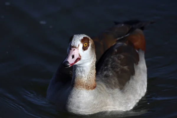 Ente Mit Braunen Augen Und Weißem Kopf Großaufnahme — Stockfoto