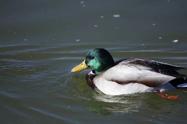 Duck with green head closeup