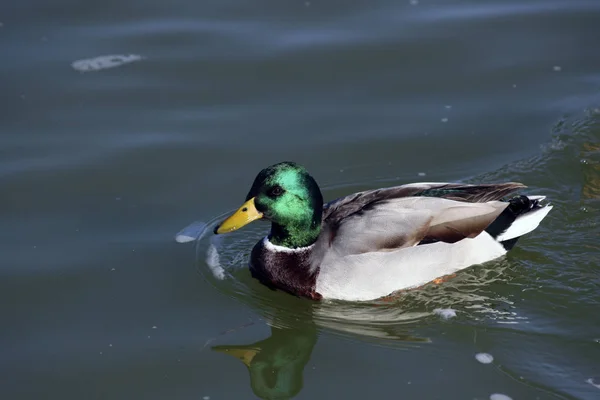 Duck with brilliant green head closeup