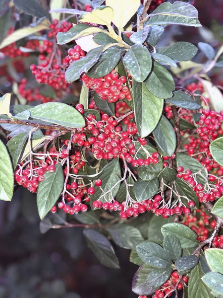 Petites Baies Dans Arbre Portrait — Photo