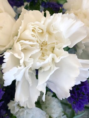 Beyaz çiçek yakın çekim