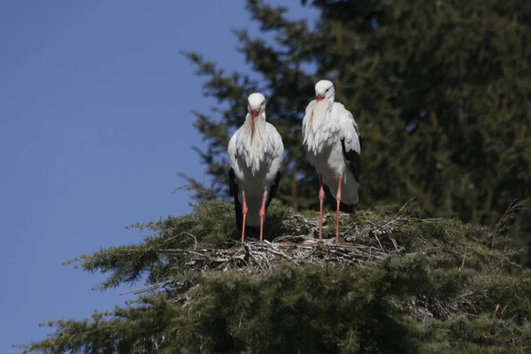 Deux cigognes construisant un nid — Photo