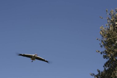 ağaçların üzerinden uçan leylek
