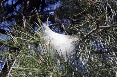 örümcek ağı üzerinde bir çam ağacı