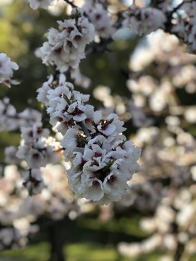 Bahar beyaz çiçekler makro