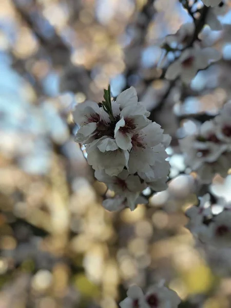 Flores blancas macro en primavera — Foto de Stock