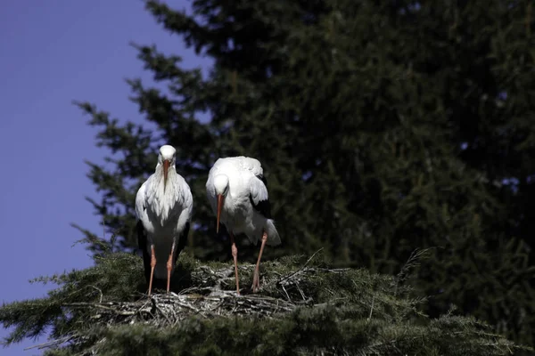 Yuva inşa iki leylek