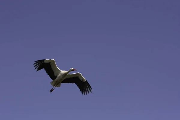 Stork flyger till boet — Stockfoto
