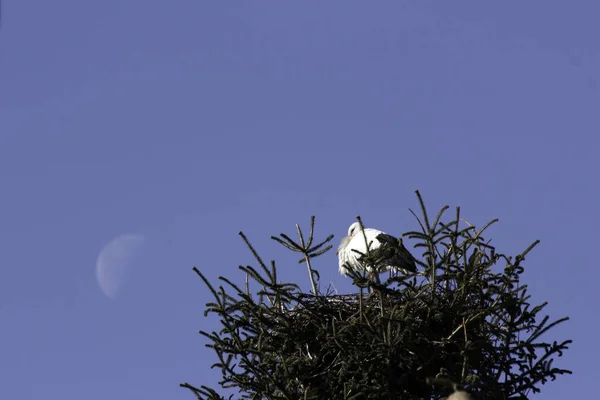 Аист в гнезде с луной позади — стоковое фото