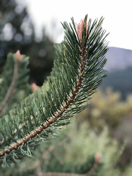 Primer plano de una rama de pino — Foto de Stock