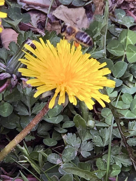 Bahar Sarı çiçek makro