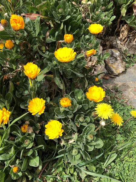 Un groupe de fleurs jaunes dans le champ — Photo