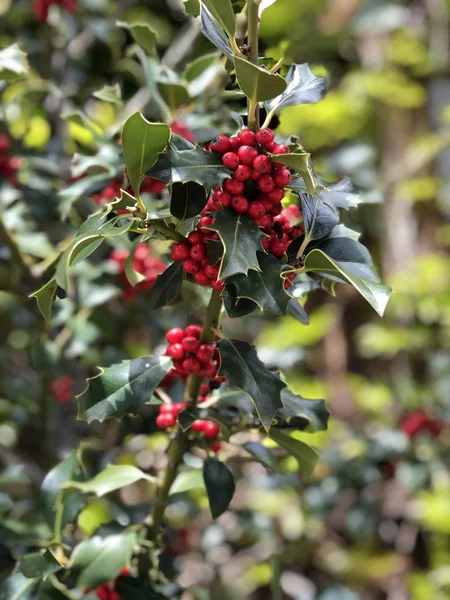 Pianta di agrifoglio con bacche rosse — Foto Stock