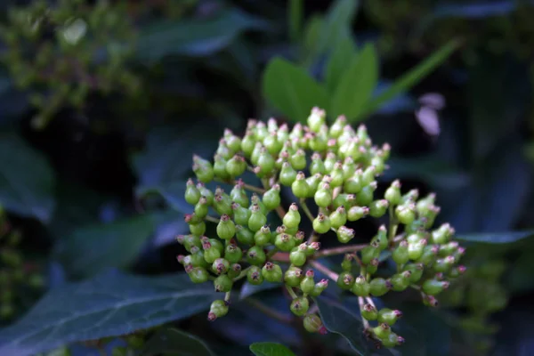 Bir bitkide yeşil çilek Makro