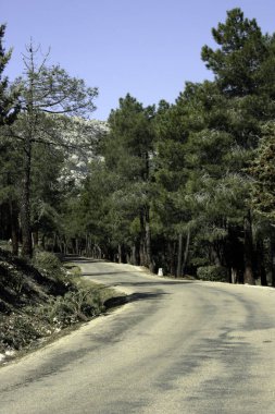 Dağa giden yol.
