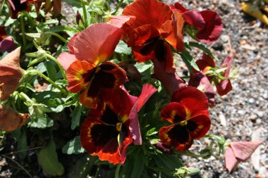 El Retiro kırmızı pansies makro