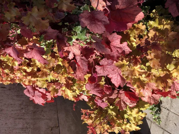 Листья разного цвета — стоковое фото