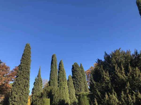 Madrid'deki El Capricho parkında yüksek ağaçlar