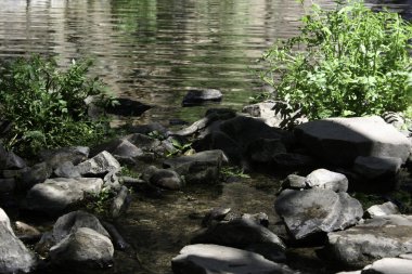 Su, kayalar ve bitkiler