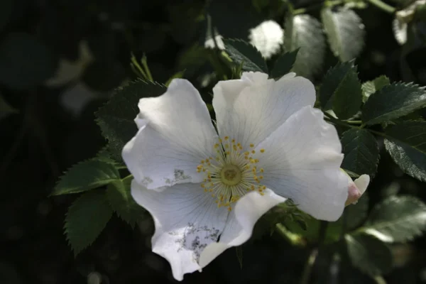 Flor con pétalos blancos —  Fotos de Stock