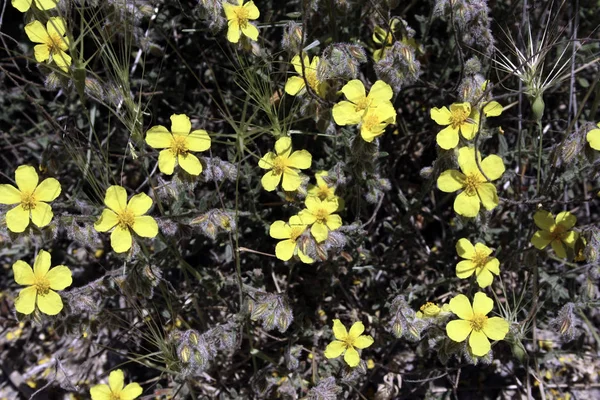 Beş sarı yaprakları ile Çiçekler