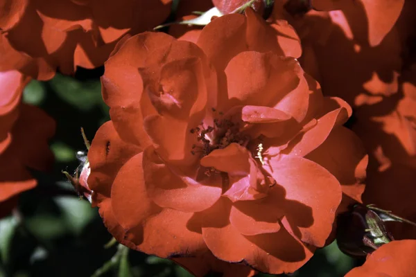 Macro fleur rouge avec de beaux pétales — Photo