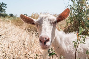 Beyaz keçiyi kapatın ve kameraya doğru gürültülü bir şekilde şikayet edin.