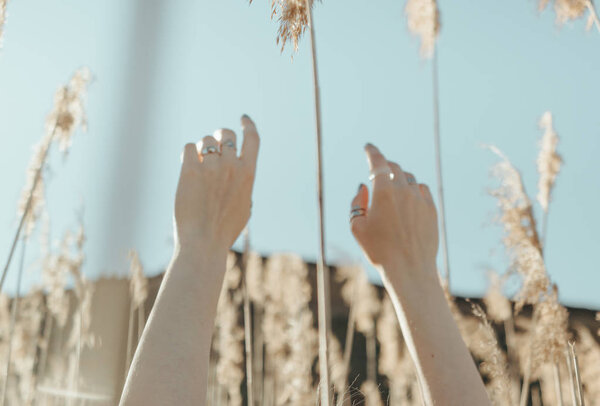 hands of the girl are lifted to the sky among yellow reeds against the background of the mountain and the blue sky