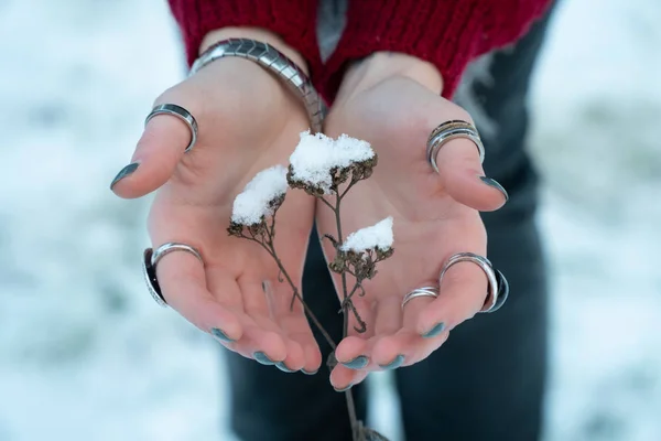 Зимой Девушка Пытается Согреть Заснеженное Растение Замерзшими Руками Помощью Красно — стоковое фото