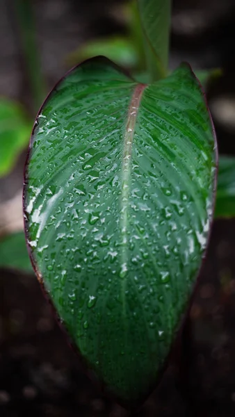Каннские листья брызгают дождевой водой . — стоковое фото