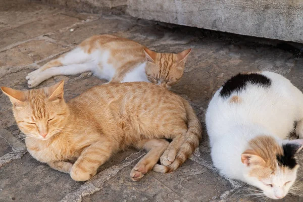 A group of cats lying on the street resting after lunch.