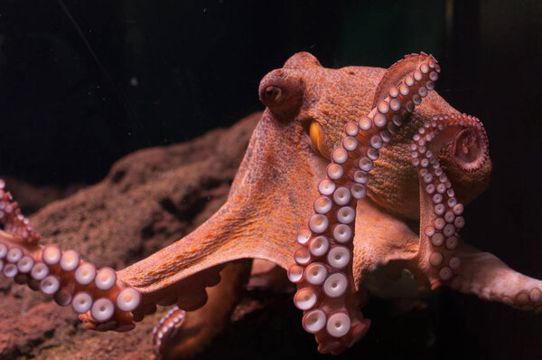 Осьминог в аквариуме играет с щупальцами
