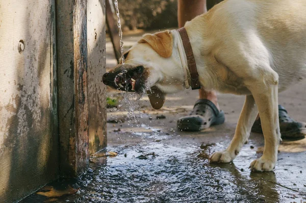 The dog drinks water from the fountain
