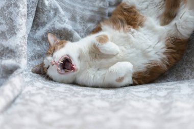 Sandalyedeki kızıl kedi esniyor.