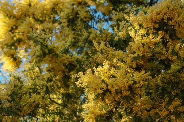 Güneşli Bir Günde Yemyeşil Akasya Çiçekleri — Stok fotoğraf
